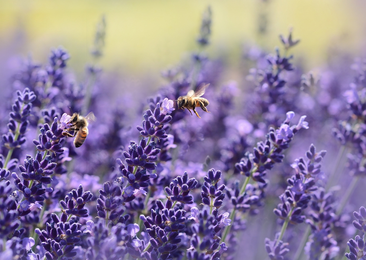 Die Gartenbienen